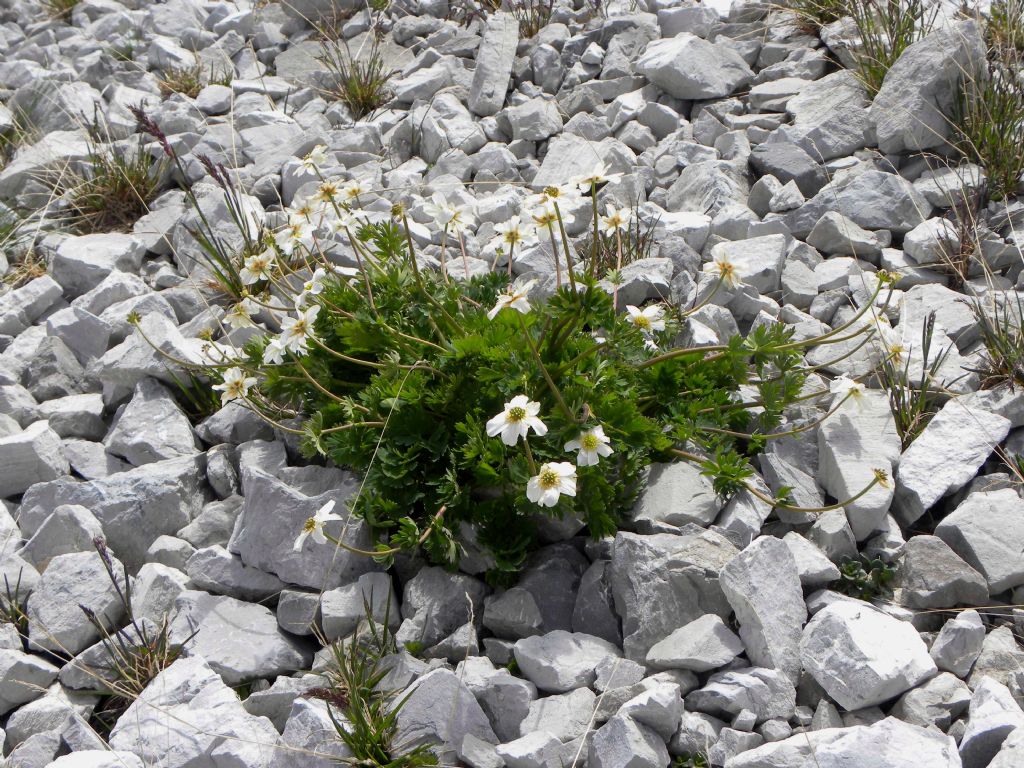 Achillea barrelieri? No, Callianthemum coriandrifolium (Ranunculaceae)